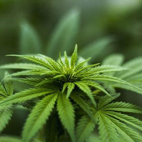 一般的な大麻試験とそれに適し窒素ガス発生装置